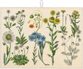 Plants Herbs Floral Dish Drying Mat XL Microfiber Kitchen Drying Mat Large Dish by Eugzak