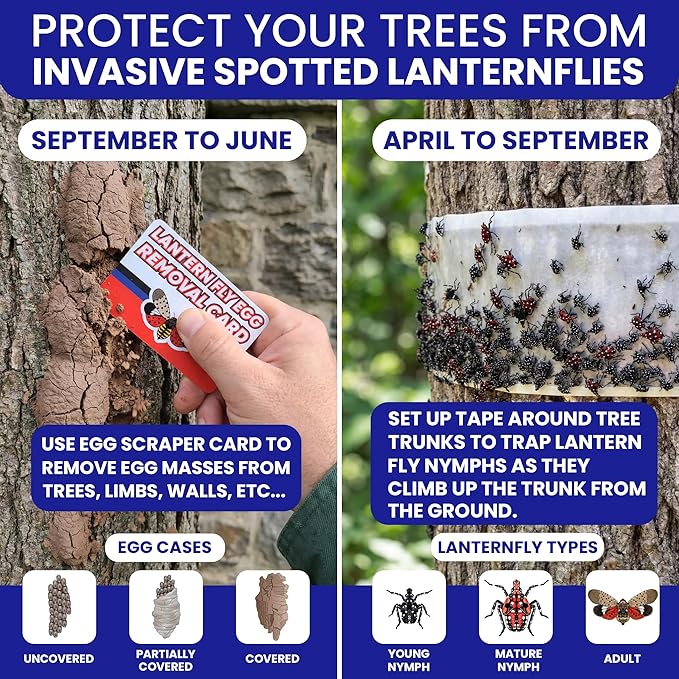 Spotted Lantern Fly Trap for Trees. 3 Sticky Fly Paper Rolls - Image 2